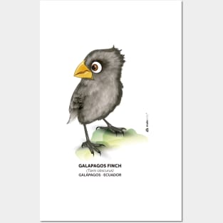 Galápagos Finch Posters and Art